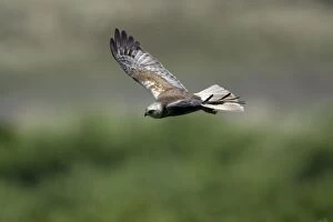 Images Dated 20th June 2005: Marsh Harrier - Male in flight, hunting Isle of Texel, Holland