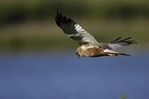 Marsh Harrier - Male in flight, hunting over marshland
