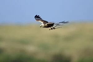 Marsh Harrier - male in flight, with nest material in talons