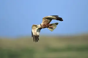 Marsh Harrier - male in flight, Texel, Holland