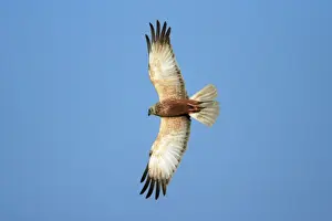 Harrier Prints: Marsh Harrier - male in flight, Texel, Holland