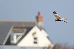 Marsh Harrier - male with house in background