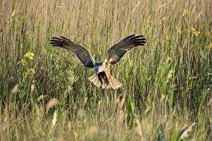 Images Dated 24th May 2008: Marsh Harrier - male landing in reeds, Texel, Holland