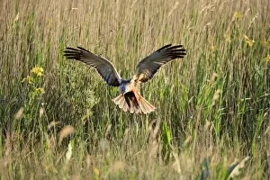 Marsh Harrier - male landing in reeds, Texel, Holland
