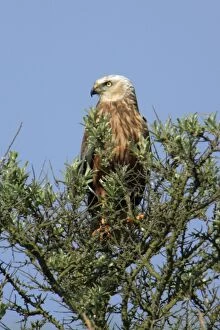 Marsh Harrier - male perched on bush, calling