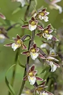 Helleborines Prints: Marsh Helleborine - close up of flowers - Lincolnshire - UK