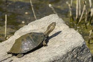 Marsh or Helmeted Terrapin - Basking on a stone