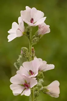 Medicinal Prints: Marsh Mallow (Althaea officinalis) in flower