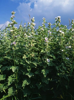 Images Dated 25th May 2006: Marsh Mallow Medway Marshes, Kent, UK