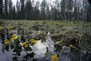 Floods Prints: Marsh marigold flowering in flooded forest near river Taz; spring; North Tumen region