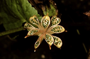 Images Dated 6th March 2006: Marsh Marigold / Kingcup