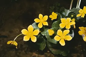 Marsh Marigold SG1 6514 © ARDEA LONDON