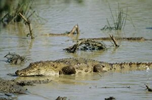 Images Dated 14th July 2004: Marsh Mugger Crocodile Sri Lanka