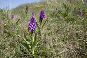 Images Dated 24th May 2009: Marsh Orchid - in sand dunes - Oxwich Bay Gower South Wales UK