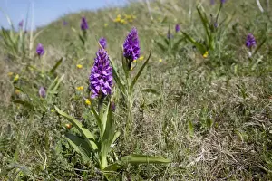 Gower Prints: Marsh Orchid - in sand dunes - Oxwich Bay Gower South Wales UK