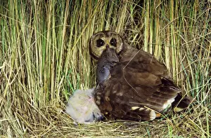Food In Mouth Prints: Marsh Owl - with prey in mouth - at nest - South Africa