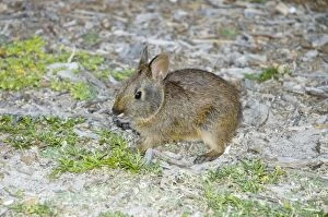 Images Dated 3rd May 2008: Marsh Rabbit - USA