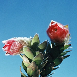 Images Dated 12th September 2007: Marsh Rose