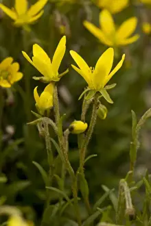 Saxifrage Prints: Marsh saxifrage (Saxifraga hirculus)