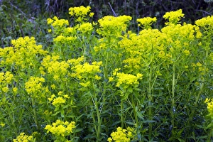 Images Dated 16th May 2006: Marsh spurge - Alsace - France