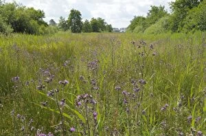 Marsh Thistle - flowering
