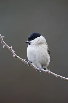 Tiny Prints: Marsh Tit Cleveland. UK