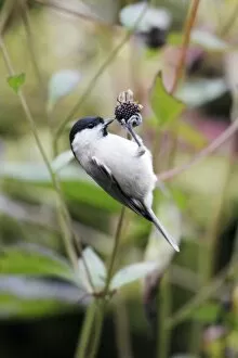 Images Dated 4th November 2008: Marsh Tit - feeding on flower seedhead in garden, Lower Saxony, Germany