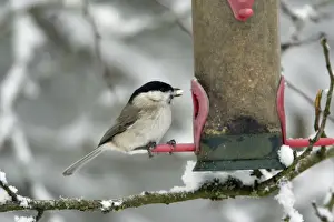 Marsh Tit - at feeding station in winter Hessen, Germany
