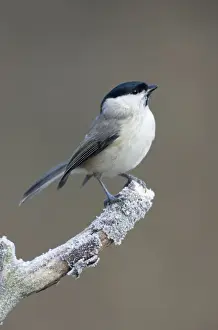 Palustris Prints: Marsh Tit On frosty perch. Cleveland. UK