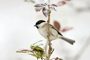 Marsh Tit - on Mahonia plant in snow, Lower Saxony, Germany