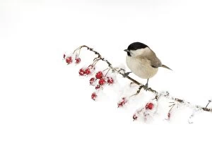 Images Dated 29th November 2010: Marsh Tit - perched on a berry laden twig covered