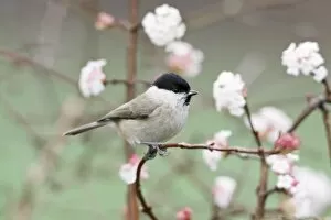 Images Dated 18th November 2008: Marsh Tit - perched on branch of flowering Viburnum in garden, winter, Lower Saxony, Germany