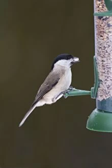 Images Dated 19th January 2013: Marsh Tit - perched on a feeder taking a sunflower seed