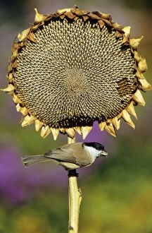 Images Dated 1st July 2005: Marsh Tit - on ripened sunflower head