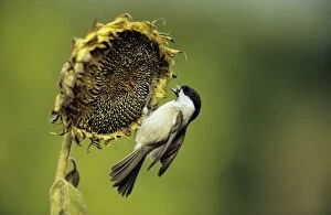 Images Dated 3rd May 2005: Marsh Tit - on ripened Sunflower head