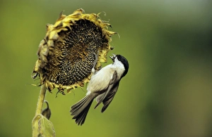 Images Dated 3rd May 2005: Marsh Tit - on ripened Sunflower head