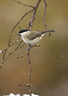 Palustris Prints: Marsh Tit In snow flurry. Cleveland, UK