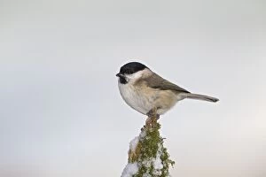 Images Dated 2nd December 2010: Marsh Tit - on snowy stump - West Wales UK 11909