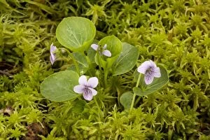 Marsh violet or bog violet - amongst bog moss (Sphagnum)