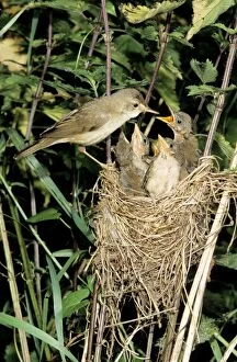 Marsh WARBLER - Adult feeding offspring at nest