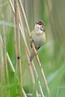 Acrocephalus Gallery: Marsh Warbler - perched on reed stalk - singing