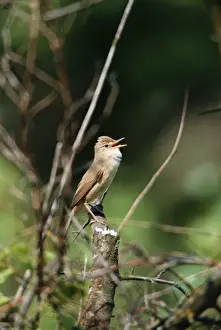 Hedgerows Prints: Marsh Warbler - singing