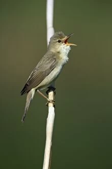 Marsh Warbler - singing from reed stalk
