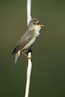 Marsh Warbler - singing from reed stalk Marsh Warbler - singing from reed stalk