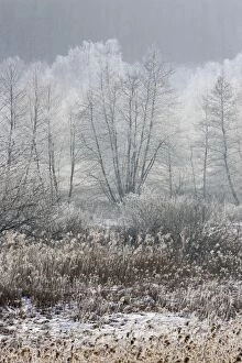 Marsh in winter - Marais de Chirens
