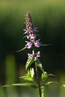 Images Dated 10th January 2007: Marsh Woundwort - This is a creeping perennial, slightly aromatic