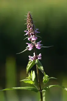 Woundwort Prints: Marsh Woundwort - This is a creeping perennial