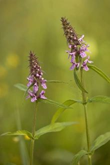 Images Dated 22nd July 2006: Marsh woundwort (Stachys palustris). Hants