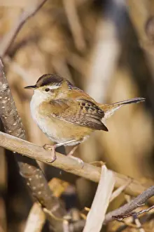 Wren Prints: Marsh Wren - in CT marsh, May