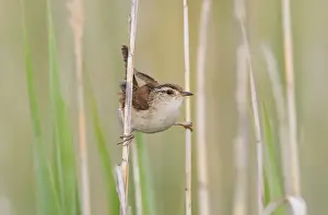 Palustris Prints: Marsh Wren - holding on to reeds - CT USA in June